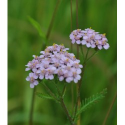 fiore di achilea