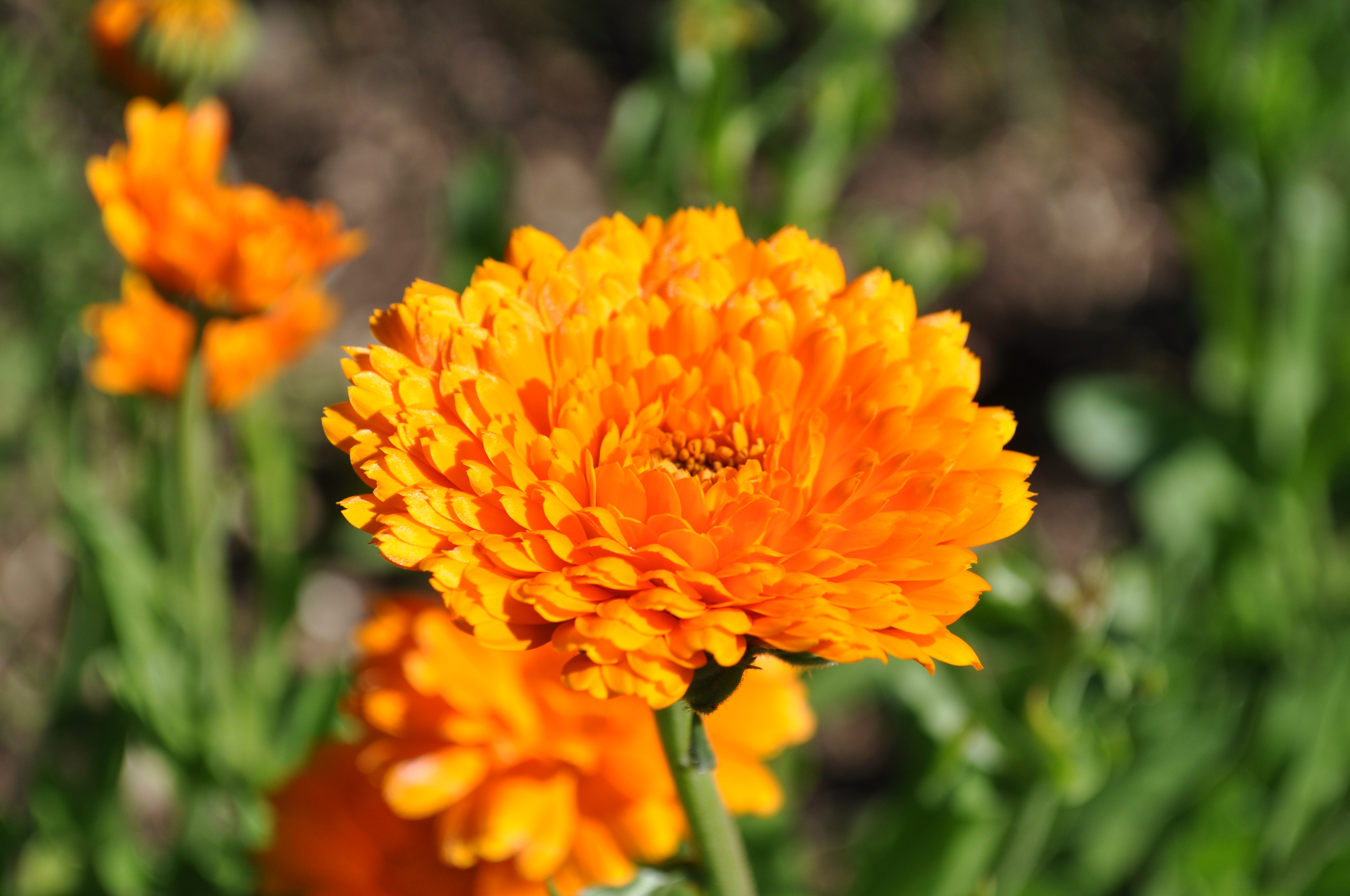 Infiorescenza di calendula
