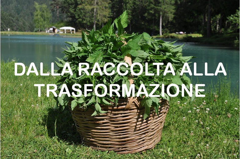 Dalla raccolta alla trasformazione