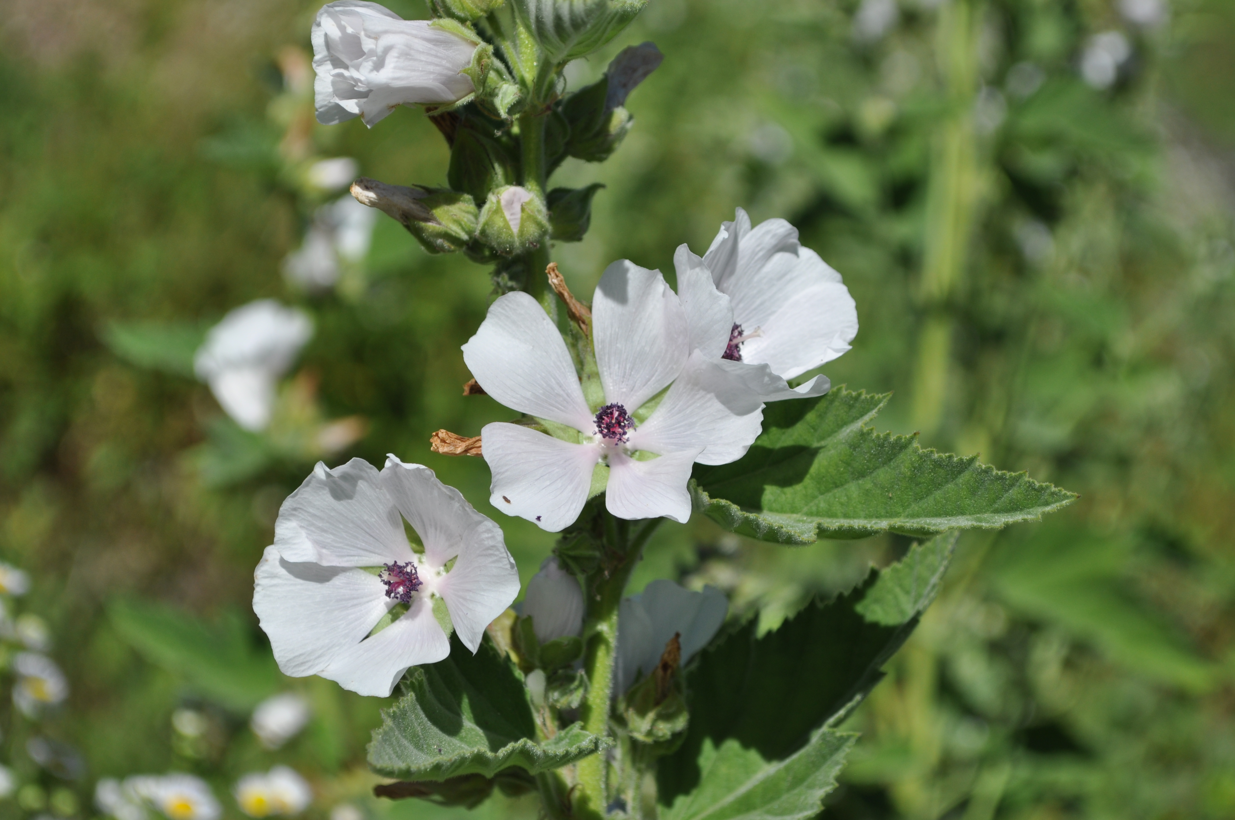 ALTHAEA OFFICINALIS