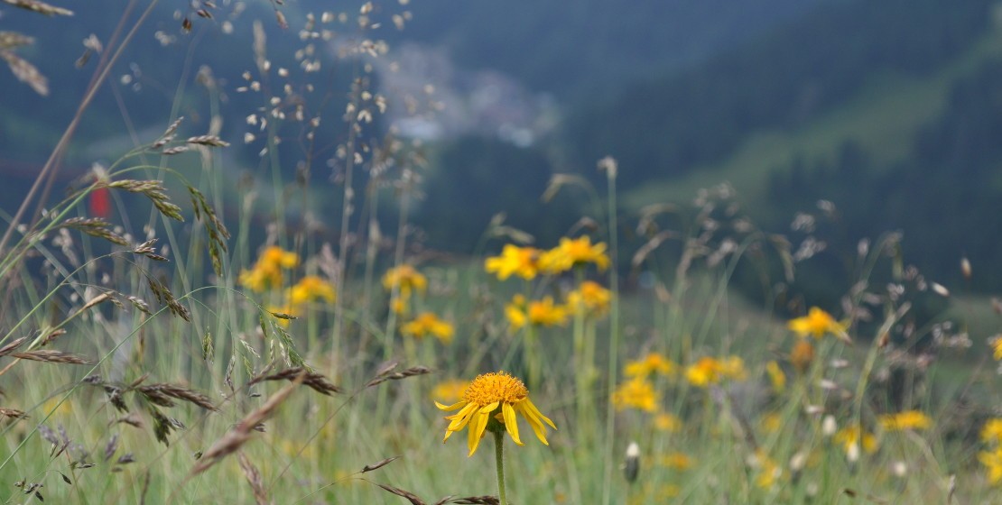 Vista panoramica da un prato di arnica montana