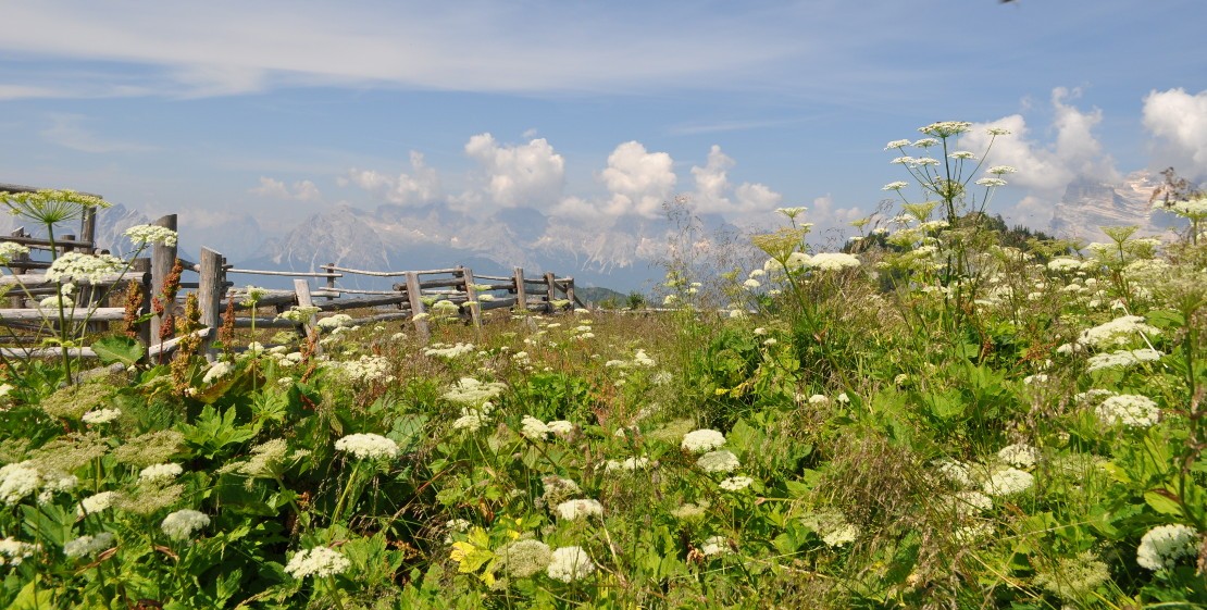 Vista panoramica dal monte Rite - sullo sfondo a destra il Pelmo